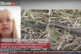 Отруйні змії України: що варто знати і як уберегтися?